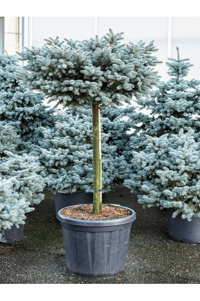 Ель колючая Глаука Глобоза на штамбе 